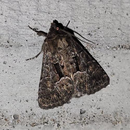 Réf. 309 346 : Thalpophila matura